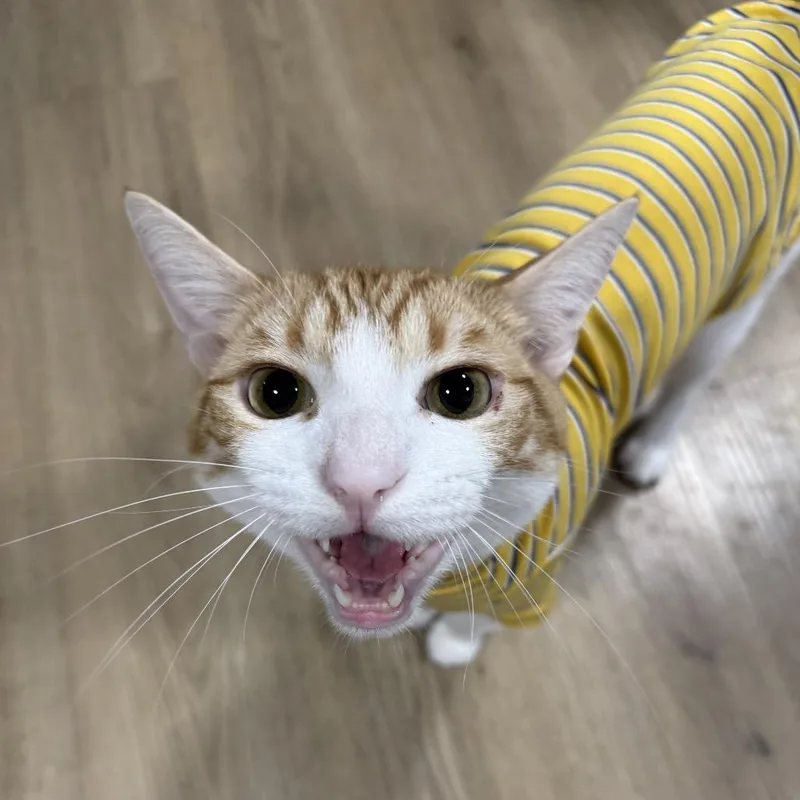 An adult small-sized male Orange / Red Domestic Short Hair cat named Ollie for adoption in Costa Mesa, CA