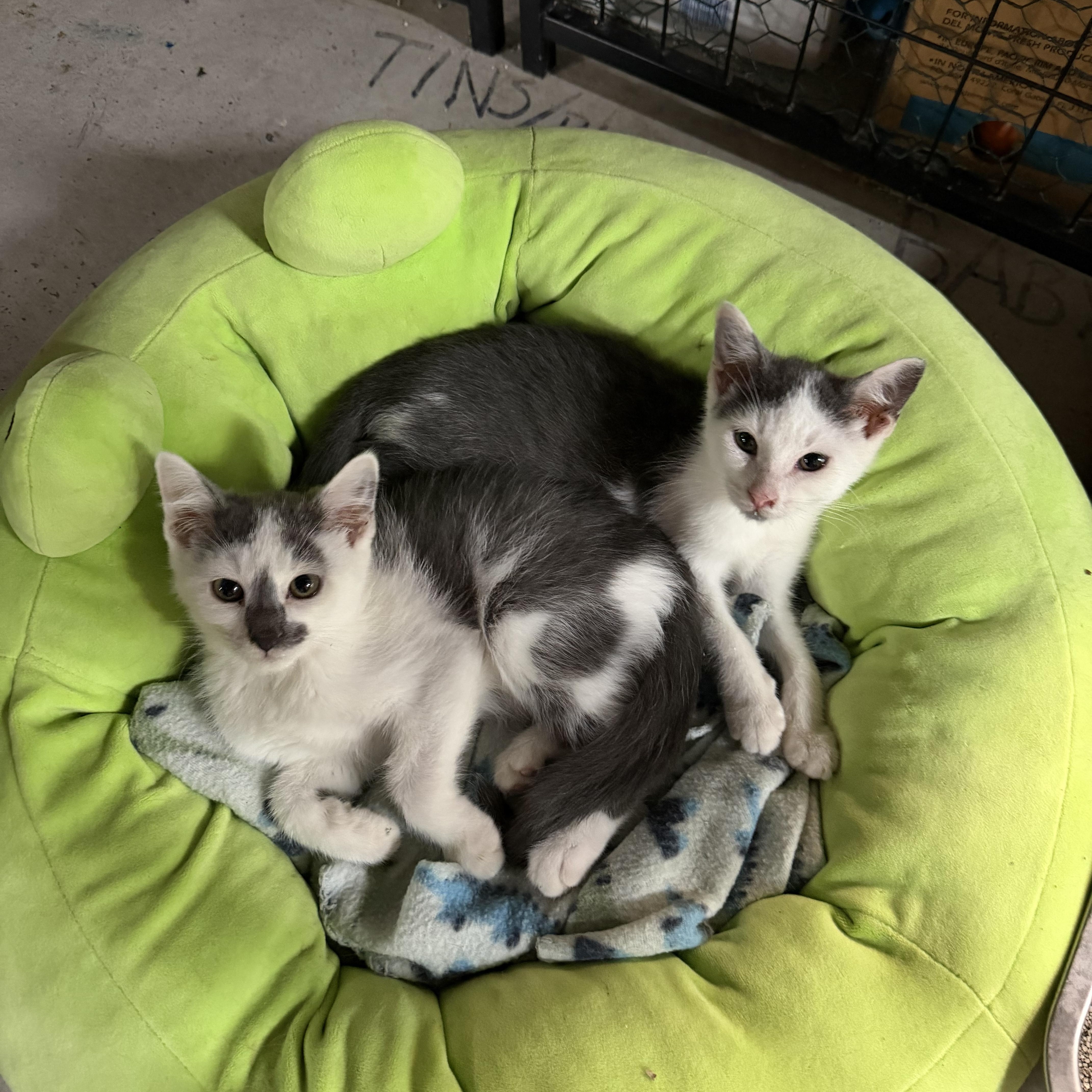 A baby small-sized male Gray & White Domestic Short Hair cat named Fire and Ice for adoption in Mauston, WI