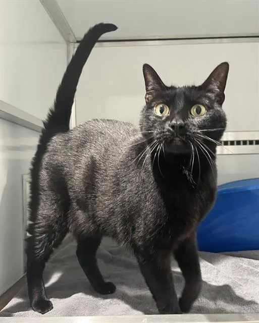 An adult medium-sized male Domestic Short Hair cat named Hunter for adoption in San Francisco, CA