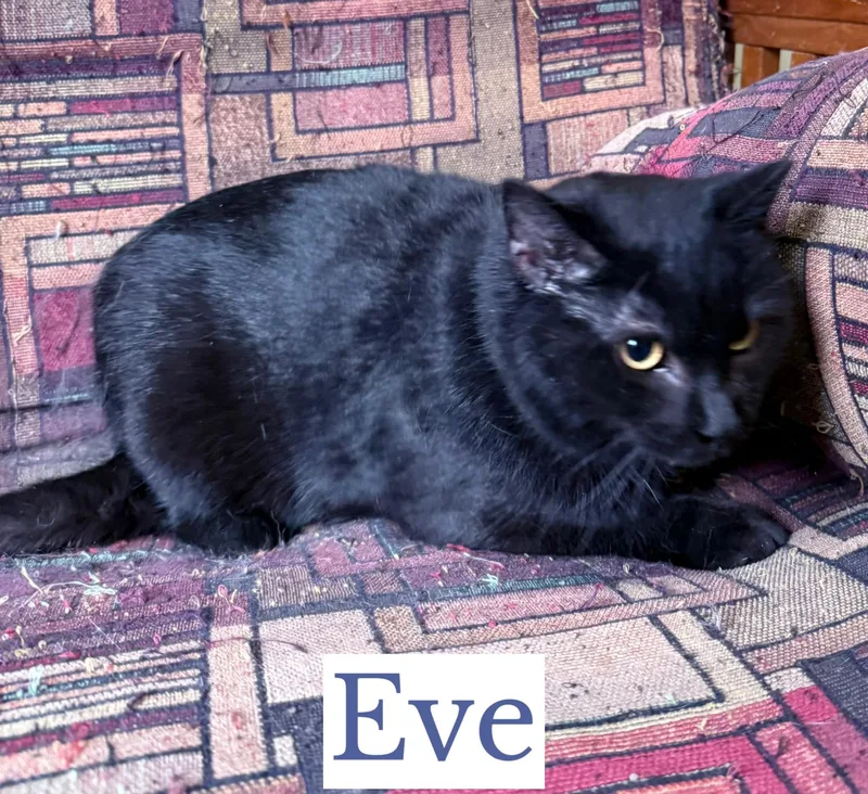 An adult medium-sized female Black Domestic Short Hair cat named Eve for adoption in Berkeley Springs, WV