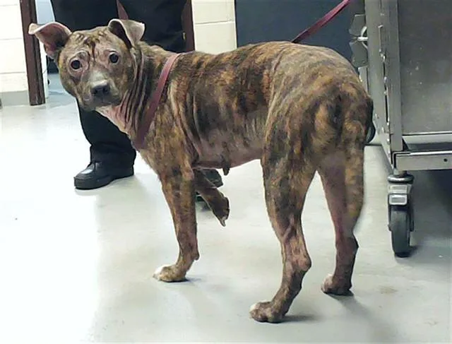An adult medium-sized female Pit Bull Terrier dog named Roberta for adoption in Fayetteville, NC
