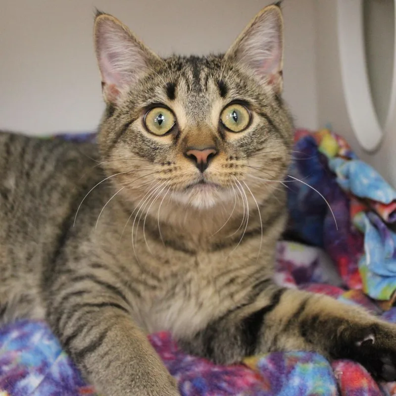 A young medium-sized male Domestic Short Hair cat named Raspberry for adoption in Champaign, IL
