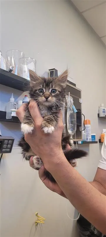 A baby small-sized male Domestic Short Hair cat named Bean for adoption in West Chester, PA