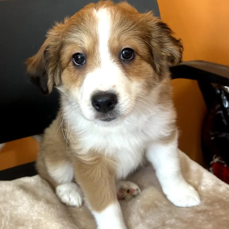 Finn