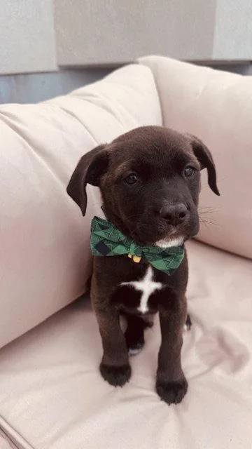 A baby medium-sized male Pit Bull Terrier dog named Yellow Louie for adoption in Salt Lake City, UT