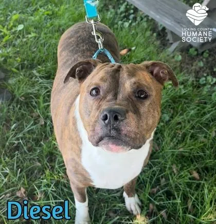 Diesel