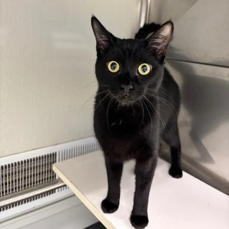 A young medium-sized male Domestic Short Hair cat named Max for adoption in Fall River, MA