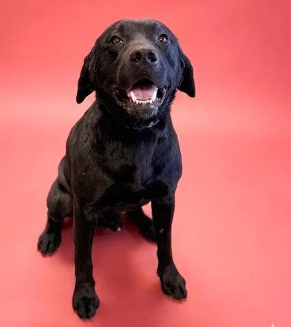 An adult large-sized male Labrador Retriever dog named Blackjack for adoption in Bowling Green, KY