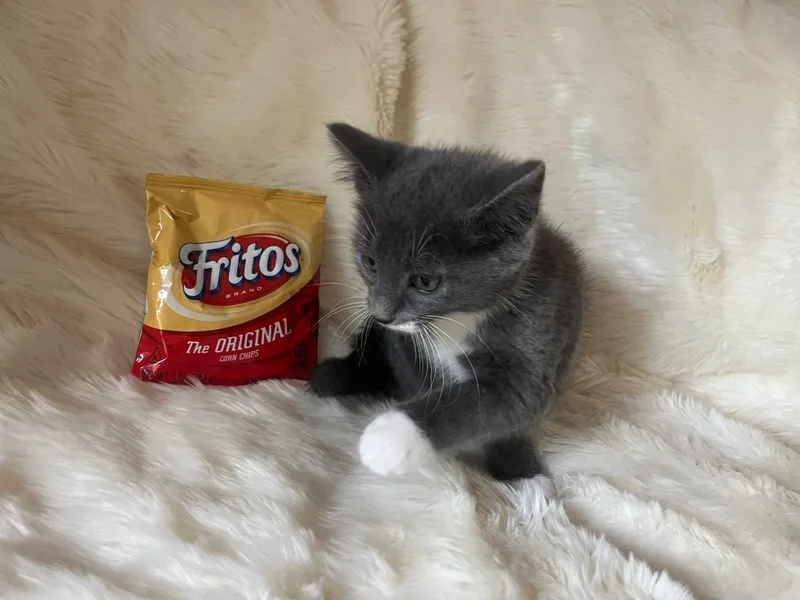 Frito thumbnail 4