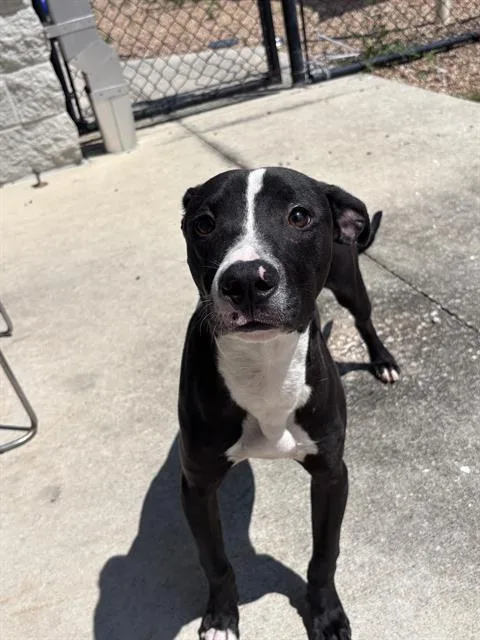 A young medium-sized male Mixed Breed dog named Splash Pad for adoption in Jacksonville, FL