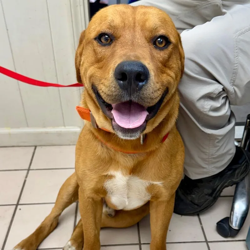 An adult large-sized male Red / Chestnut / Orange Hound dog named Jasper for adoption in Tuscaloosa, AL