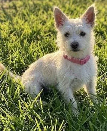 A baby small-sized female Norwich Terrier dog named Snowy for adoption in Dallas, TX