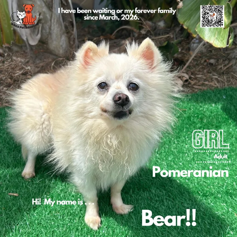 A senior small-sized female Yellow / Tan / Blond / Fawn Pomeranian dog named Bear for adoption in Westminster, CA