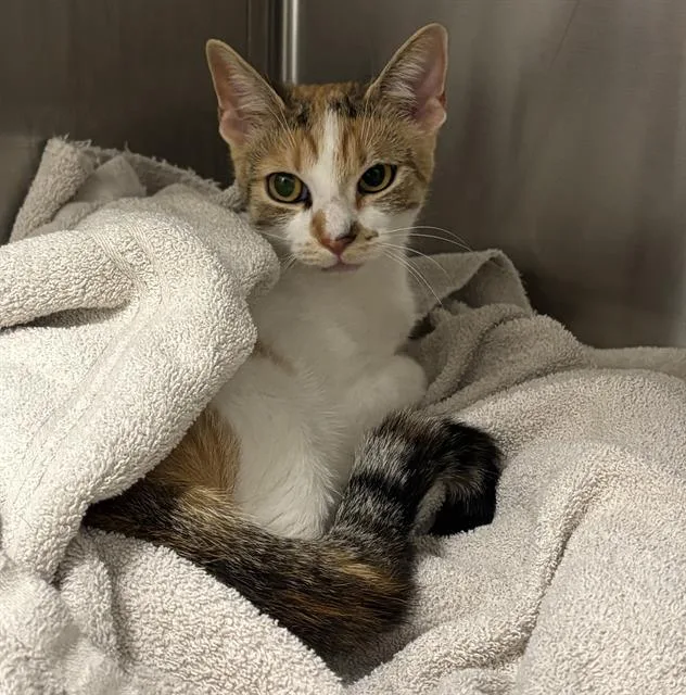 An adult small-sized female Domestic Short Hair cat named Cocoa for adoption in Indianapolis, IN