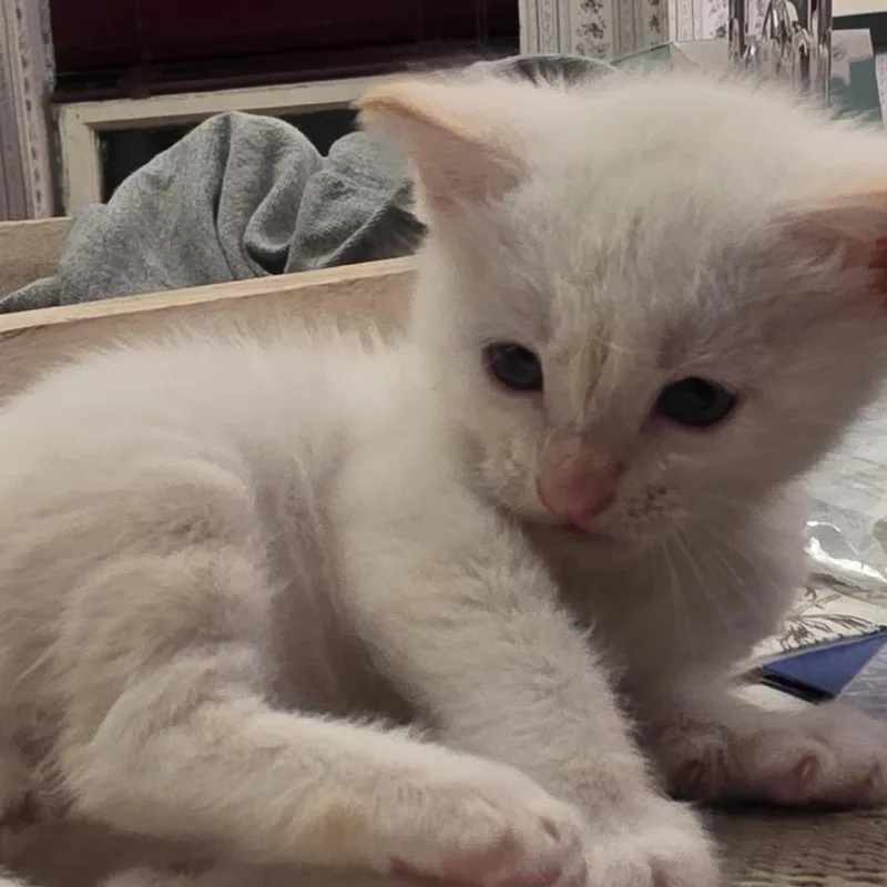 A baby small-sized male White Domestic Short Hair cat named Pine for adoption in Missouri City, TX