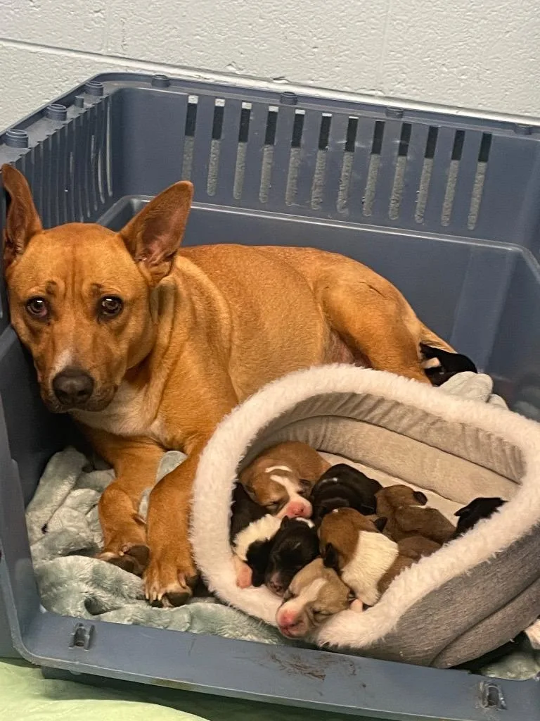 June Bug thumbnail 2