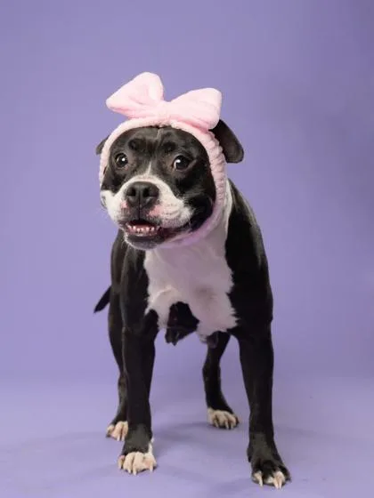 An adult medium-sized female Mixed Breed dog named Catalpa for adoption in Atlanta, GA