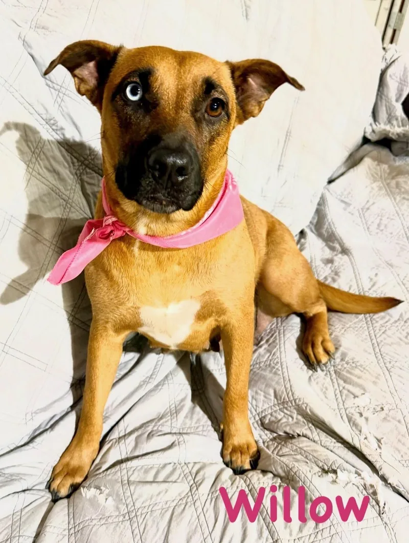A young medium-sized female Shepherd dog named Willow for adoption in Zimmerman, MN