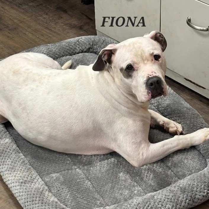 Fiona thumbnail 6