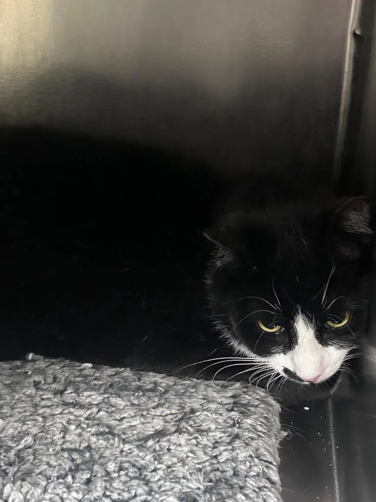 A young medium-sized female Domestic Short Hair cat named Piano for adoption in Meriden, CT