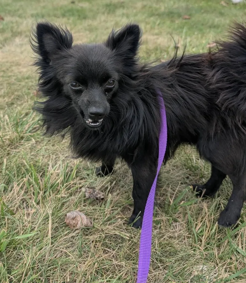 Black chi pom