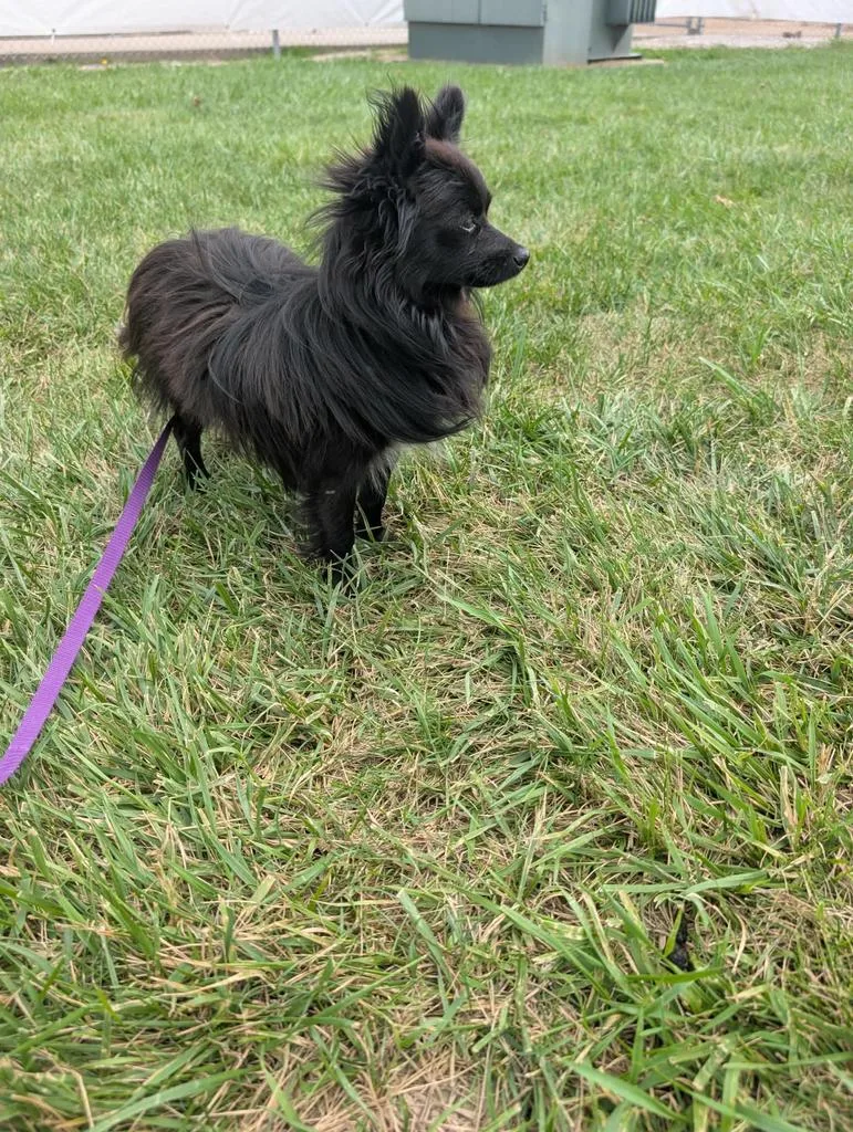 Black chi pom thumbnail 2