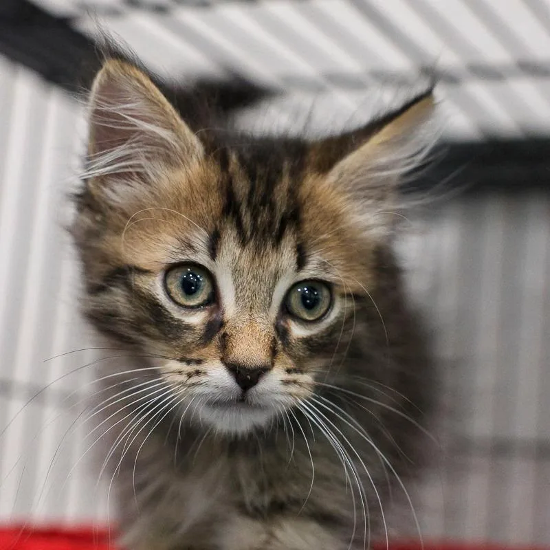 A baby small-sized female Brown / Chocolate Domestic Long Hair cat named Capri Sun for adoption in Bradenton, FL