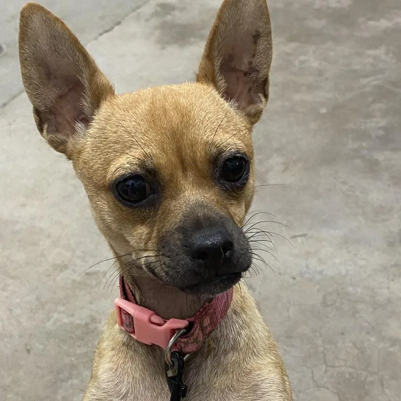 An adult small-sized female Red / Chestnut / Orange Chihuahua dog named Princess for adoption in Corbin, KY