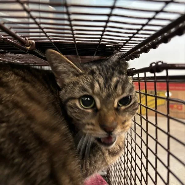 An adult small-sized female Domestic Short Hair cat named Queenie for adoption in Des Moines, IA