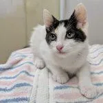 A baby medium-sized female Calico Domestic Short Hair cat named River for adoption in Green Valley, AZ