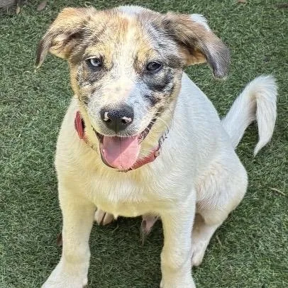 A baby small-sized male White / Cream Collie dog named Harrison for adoption in Briarcliff Manor, NY