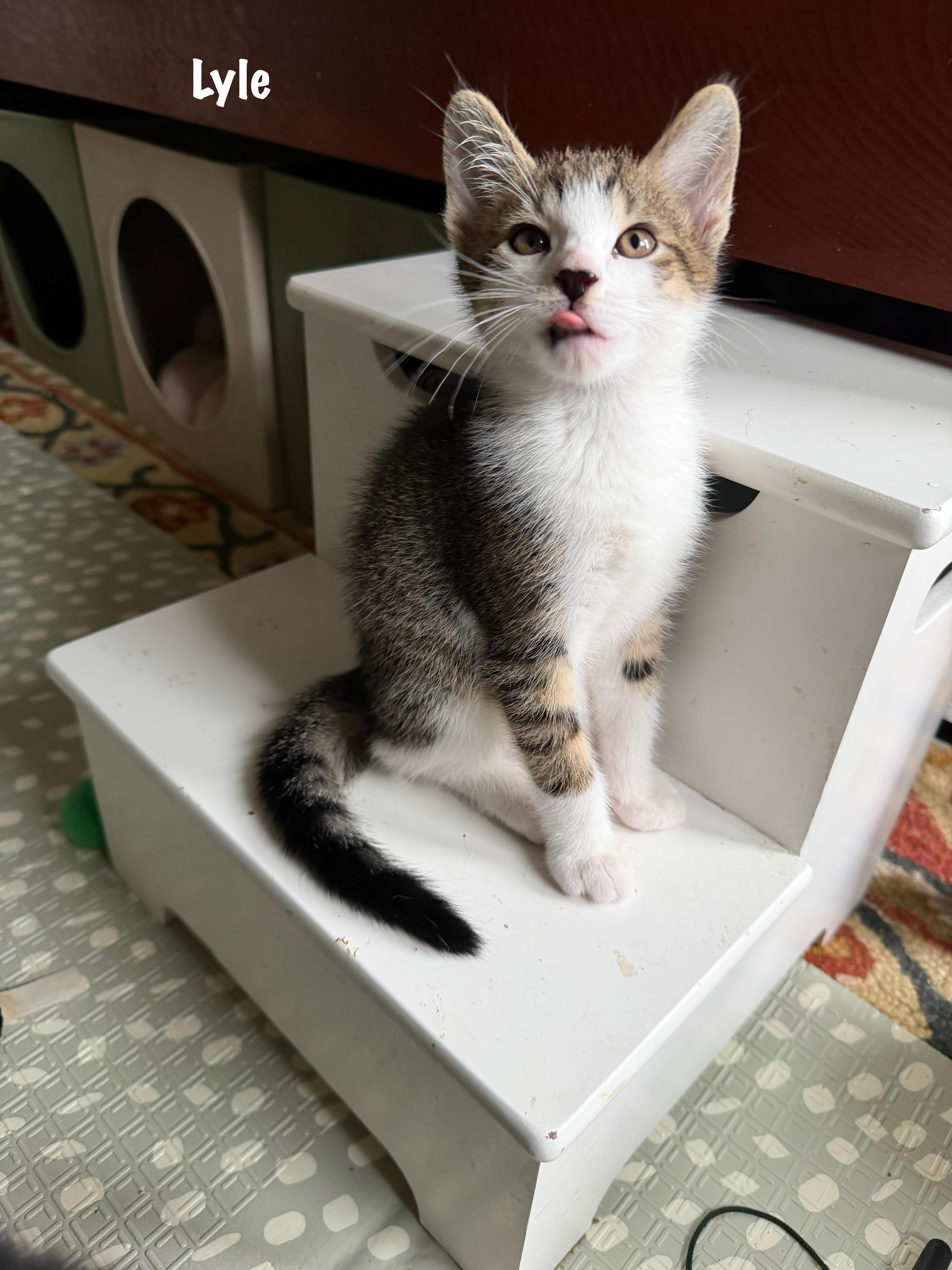 Lyle Purrcival
