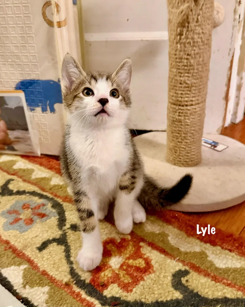 Lyle Purrcival thumbnail 2