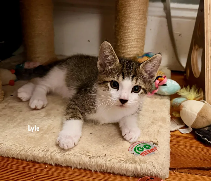 Lyle Purrcival thumbnail 3