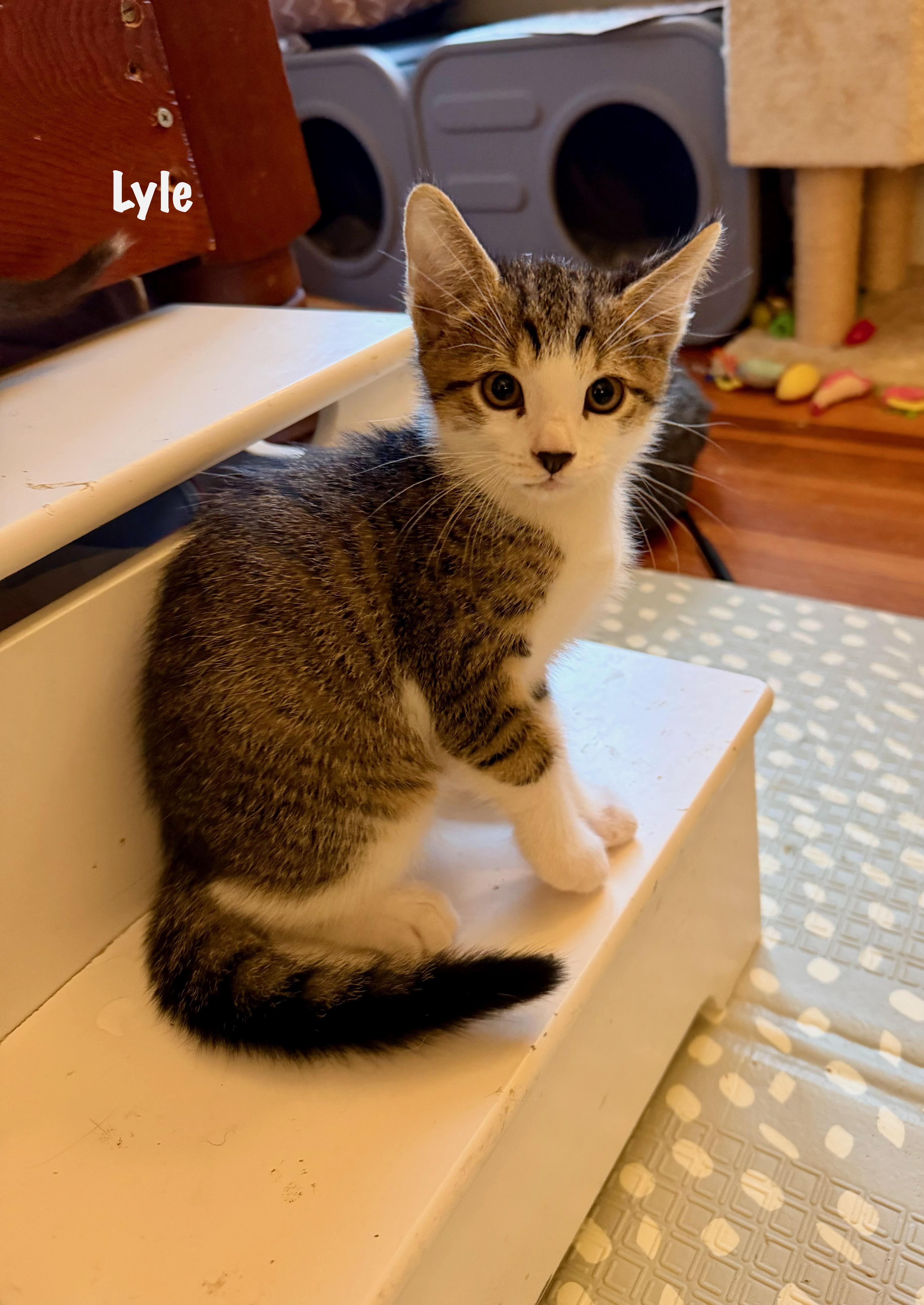 Lyle Purrcival thumbnail 4