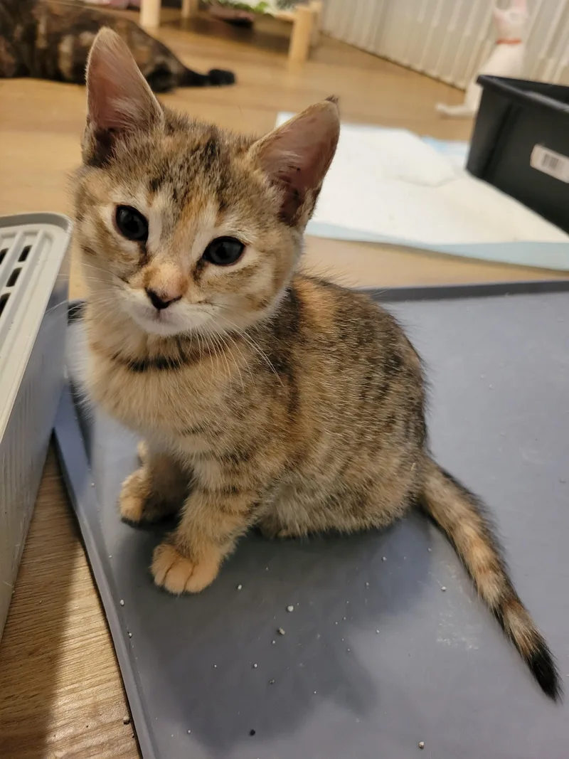 Mochi