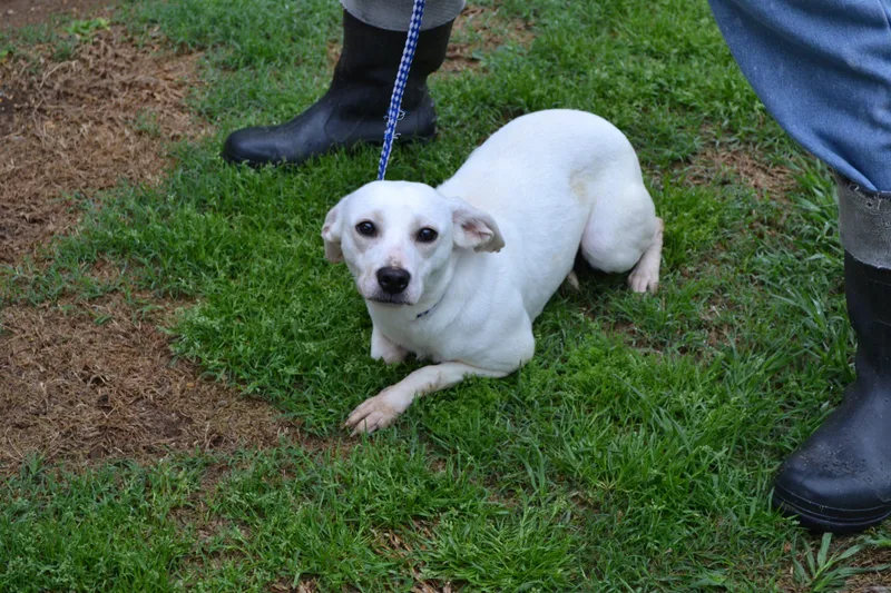 A baby small-sized female Yellow / Tan / Blond / Fawn Rat Terrier dog named Snowwhite for adoption in Jackson, LA