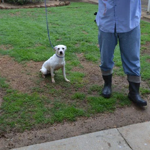 Snowwhite thumbnail 2