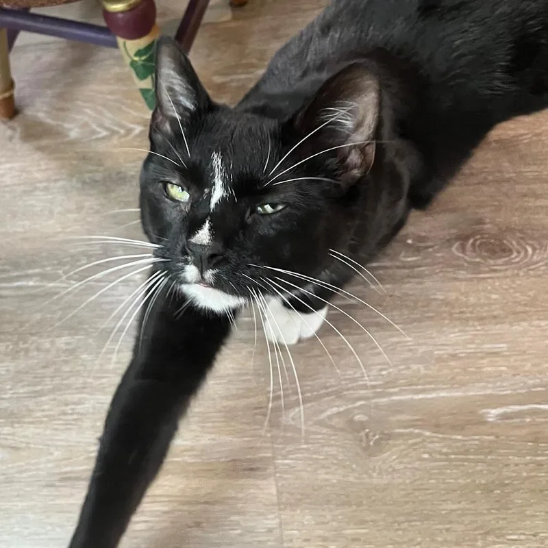 Marshall thumbnail 2