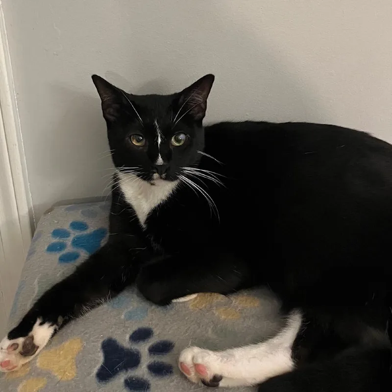 Marshall thumbnail 5