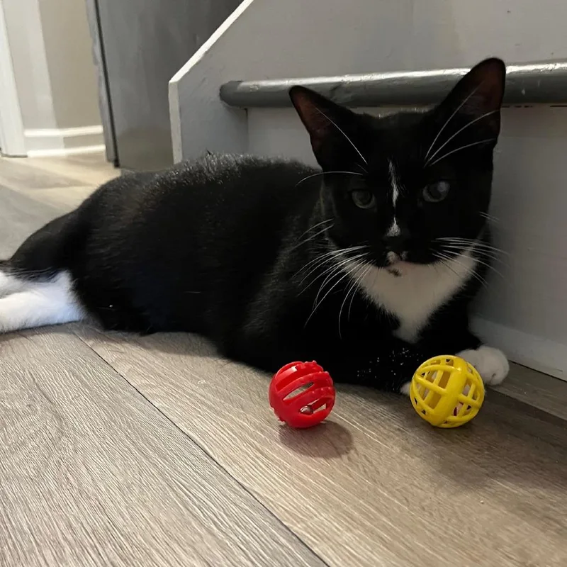 Marshall thumbnail 6