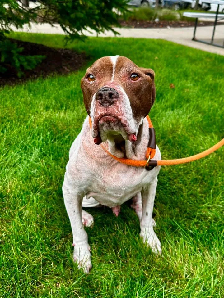 A senior medium-sized male Hound dog named Rocky for adoption in Crete, IL