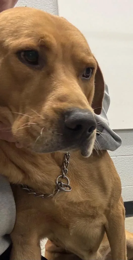 A young large-sized male Yellow Labrador Retriever dog named Josh for adoption in Henderson, NC