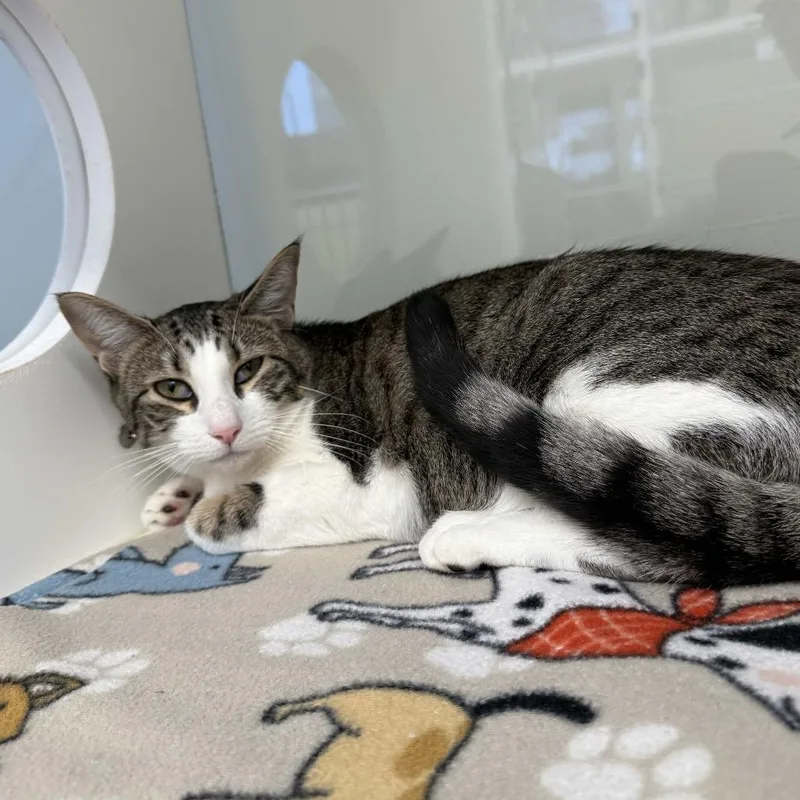 A young medium-sized female White Domestic Short Hair cat named Salsa for adoption in Beaumont, TX