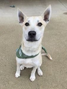 A young medium-sized male Siberian Husky dog named Colt for adoption in Bucyrus, OH