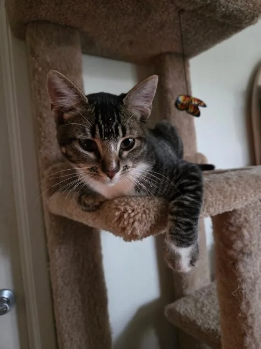 Molly thumbnail 2