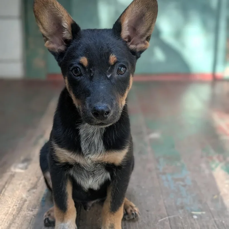 A baby medium-sized male Australian Cattle Dog / Blue Heeler dog named Mud for adoption in Watertown, NY