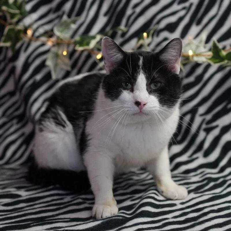 A young large-sized male Domestic Short Hair cat named S'moreo for adoption in Wheaton, IL