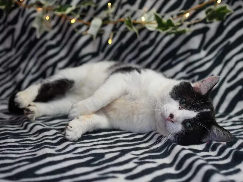 S'moreo thumbnail 2