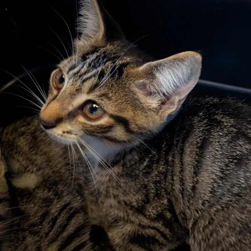 A baby small-sized male Brown / Chocolate Domestic Short Hair cat named Morgan for adoption in Hamburg, NY